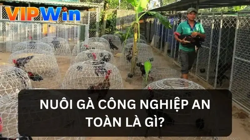 Tìm hiểu về nuôi gà công nghiệp an toàn